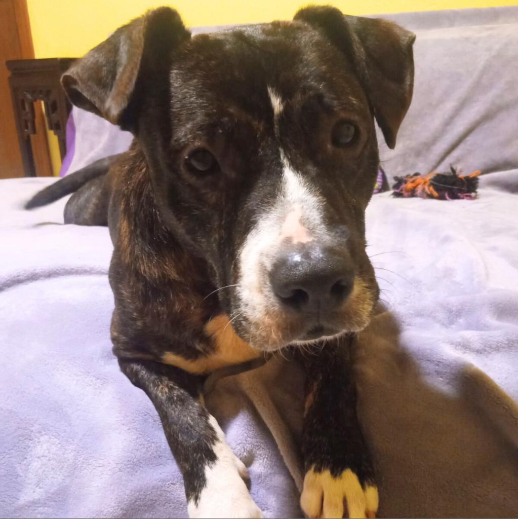 Bolo