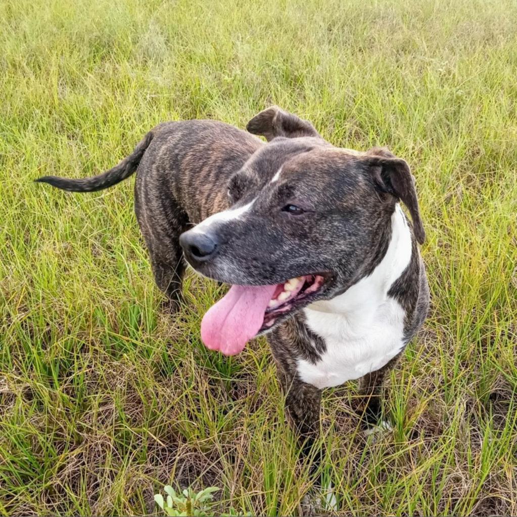 Bolo