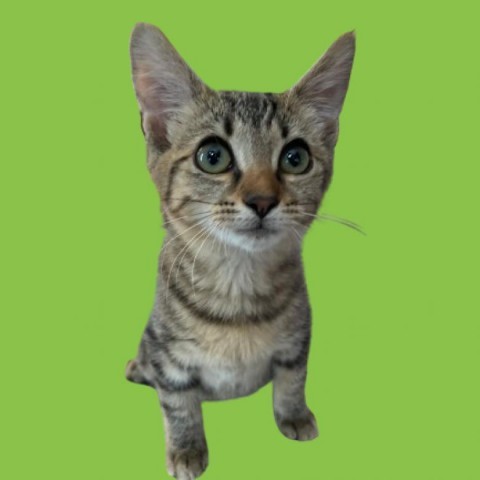 Yoyo, an adoptable Domestic Short Hair in Tuscaloosa, AL, 35401 | Photo Image 1