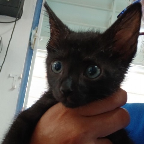 Pantera, an adoptable Domestic Short Hair in Vieques, PR, 00765 | Photo Image 1