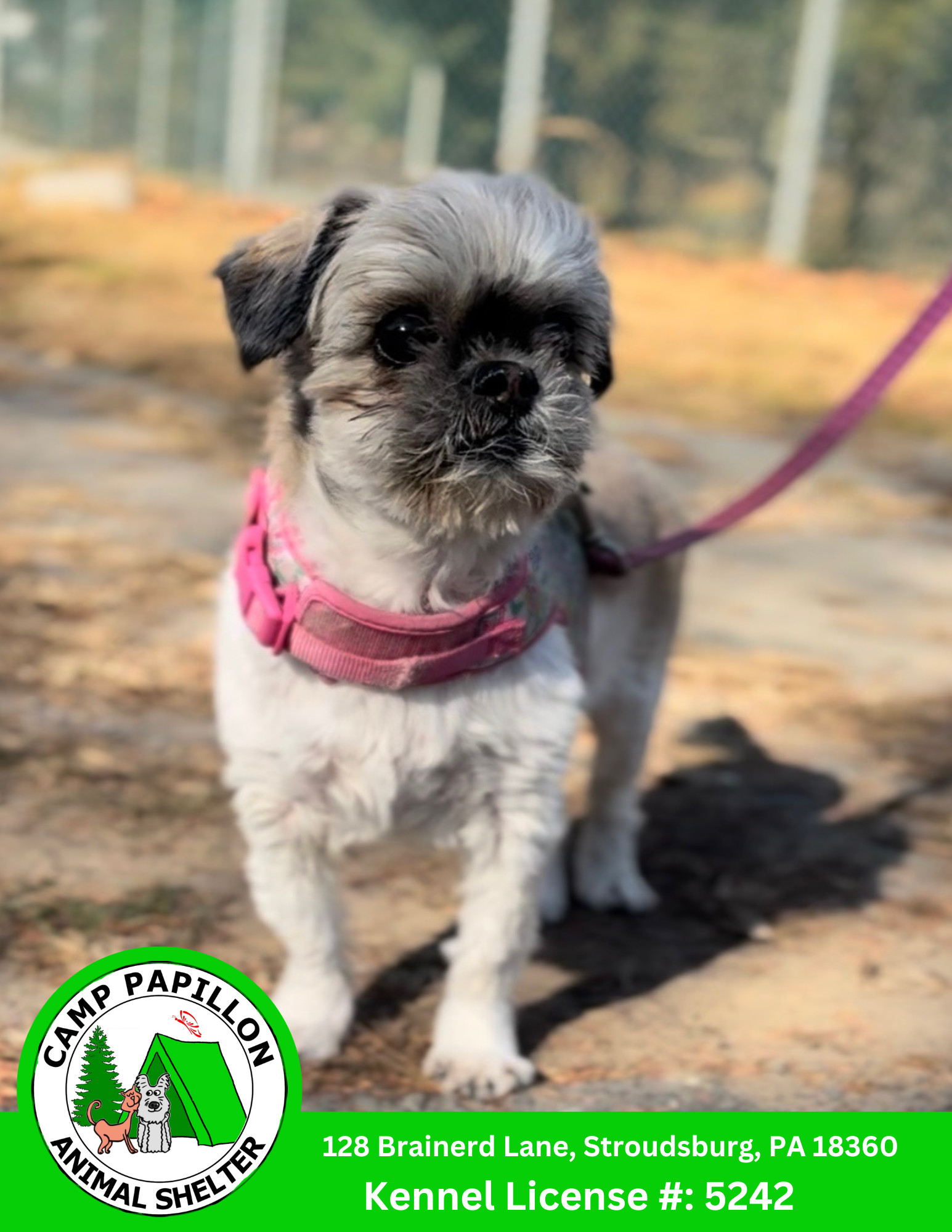 Snooki, an adoptable Pekingese, Shih Tzu in Stroudsburg, PA, 18360 | Photo Image 1