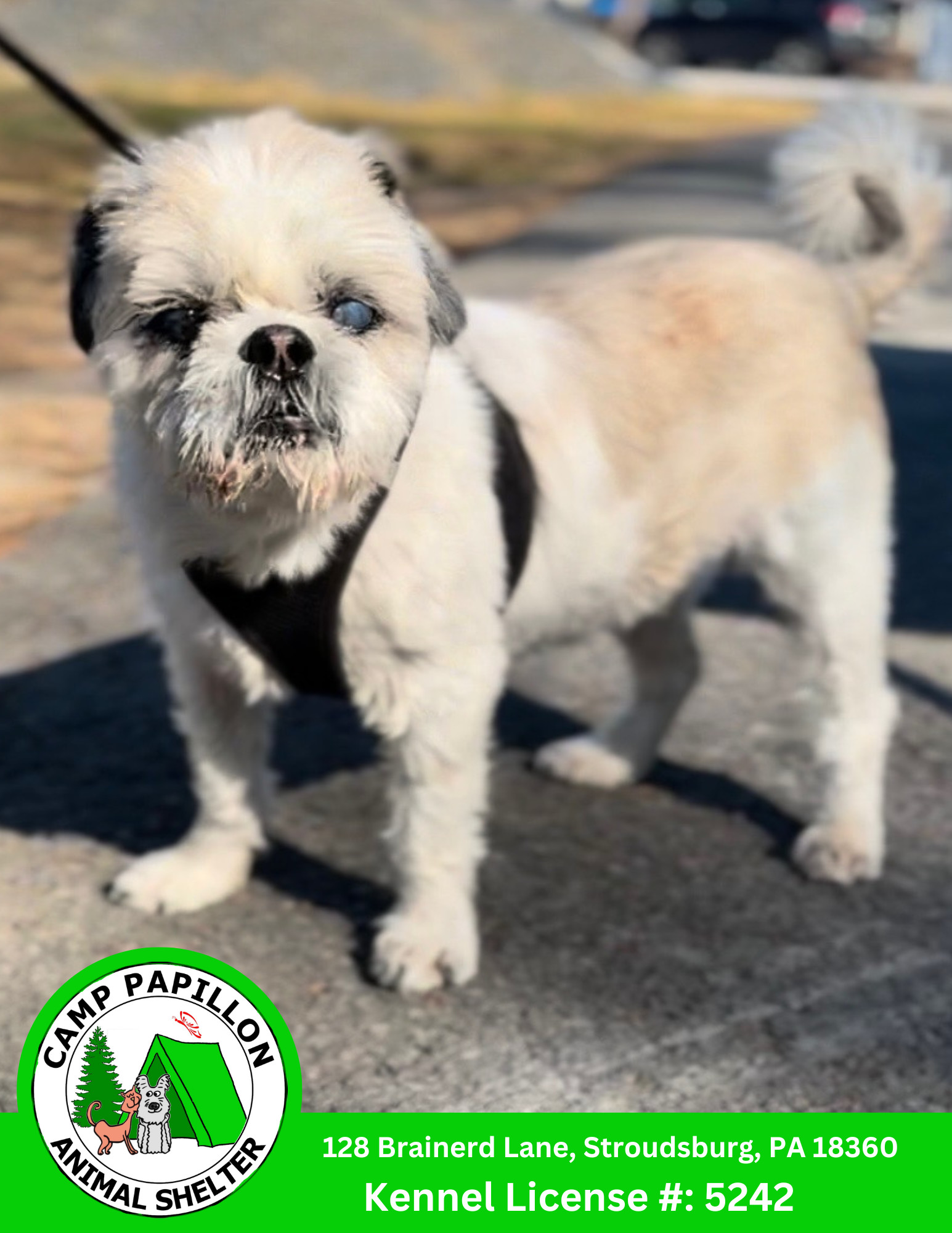 Rocco, an adoptable Pekingese, Shih Tzu in Stroudsburg, PA, 18360 | Photo Image 1