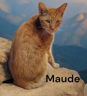 Maude