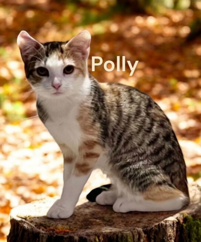 Polly