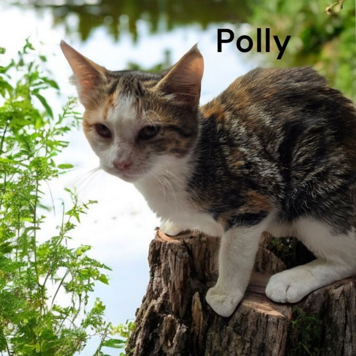 Polly 2