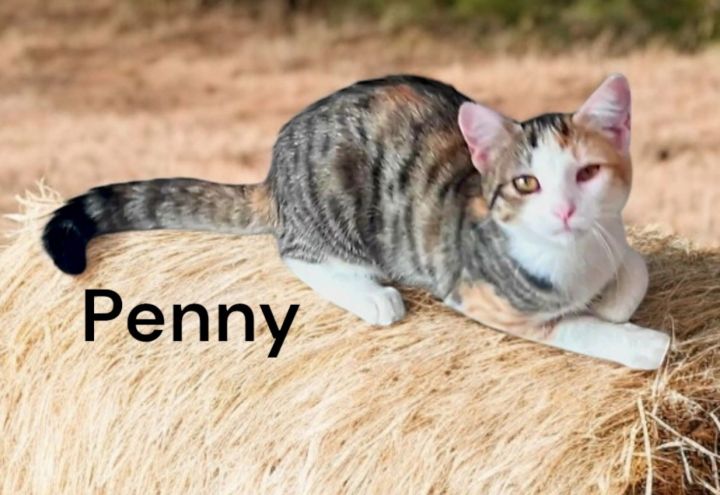 Penny 2