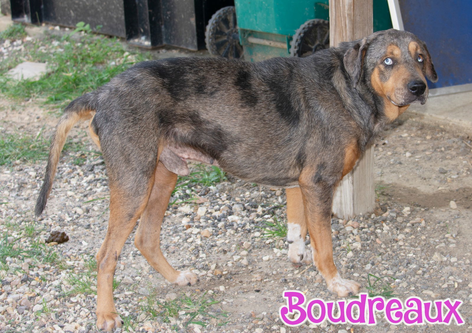 Boudreaux