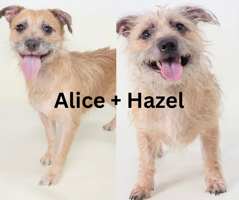 Alice + Hazel