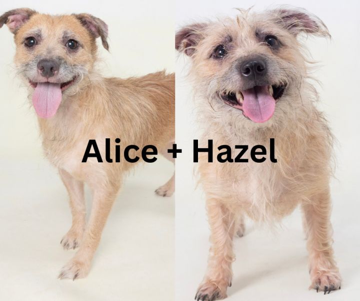 Alice + Hazel 3