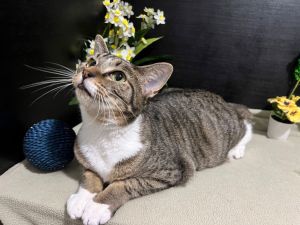 RescueCats IncThanks to a sponsor her adoption fee is now 7500  Date of birth 41324 Photo