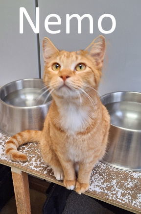 Nemo, an adoptable Tabby, Domestic Short Hair in Mountain View, AR, 72560 | Photo Image 1