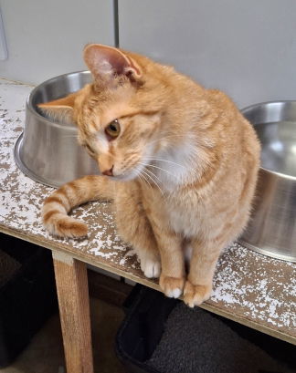 Nemo, an adoptable Tabby, Domestic Short Hair in Mountain View, AR, 72560 | Photo Image 2