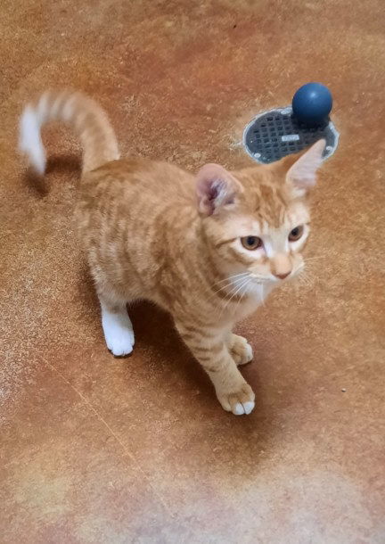 Nemo, an adoptable Tabby, Domestic Short Hair in Mountain View, AR, 72560 | Photo Image 3