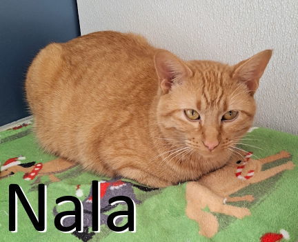 Nala, an adoptable Tabby, Domestic Short Hair in Mountain View, AR, 72560 | Photo Image 1