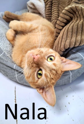 Nala, an adoptable Tabby, Domestic Short Hair in Mountain View, AR, 72560 | Photo Image 1