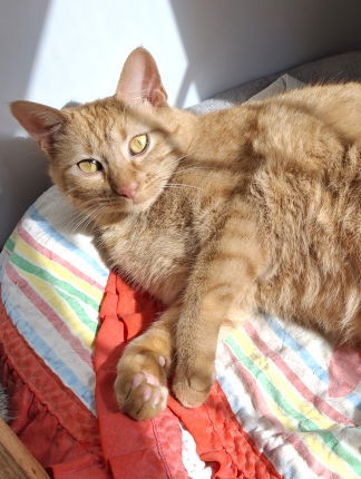 Nala, an adoptable Tabby, Domestic Short Hair in Mountain View, AR, 72560 | Photo Image 2