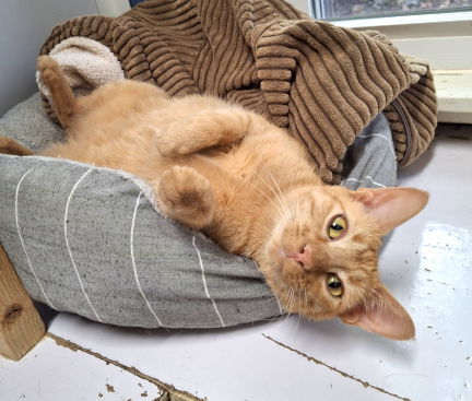 Nala, an adoptable Tabby, Domestic Short Hair in Mountain View, AR, 72560 | Photo Image 2