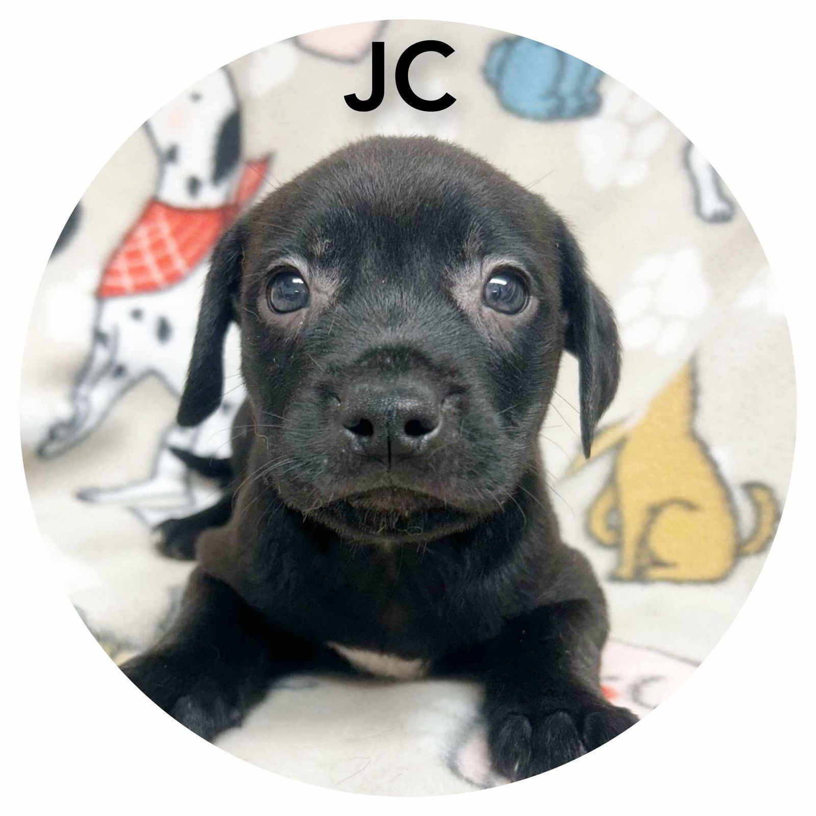 JC