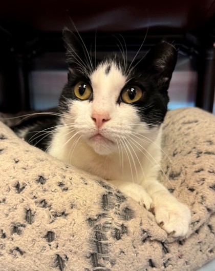 Ila Mae, an adoptable Domestic Short Hair in Willmar, MN, 56201 | Photo Image 1