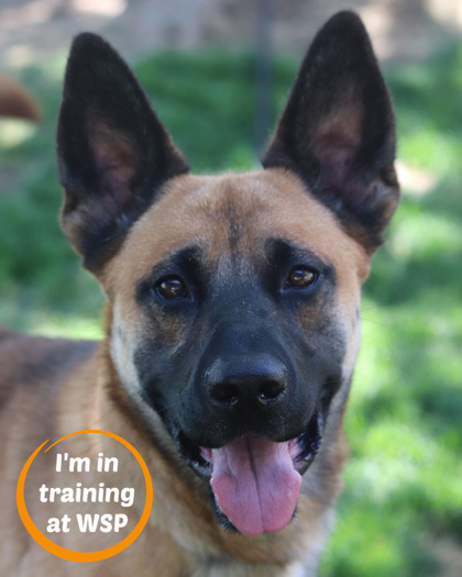 Ranger, an adoptable Mixed Breed in Walla Walla, WA, 99362 | Photo Image 1