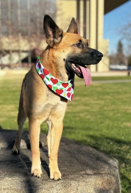 Ranger, an adoptable Mixed Breed in Walla Walla, WA, 99362 | Photo Image 2