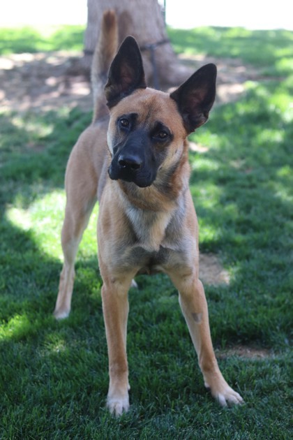 Ranger, an adoptable Mixed Breed in Walla Walla, WA, 99362 | Photo Image 3