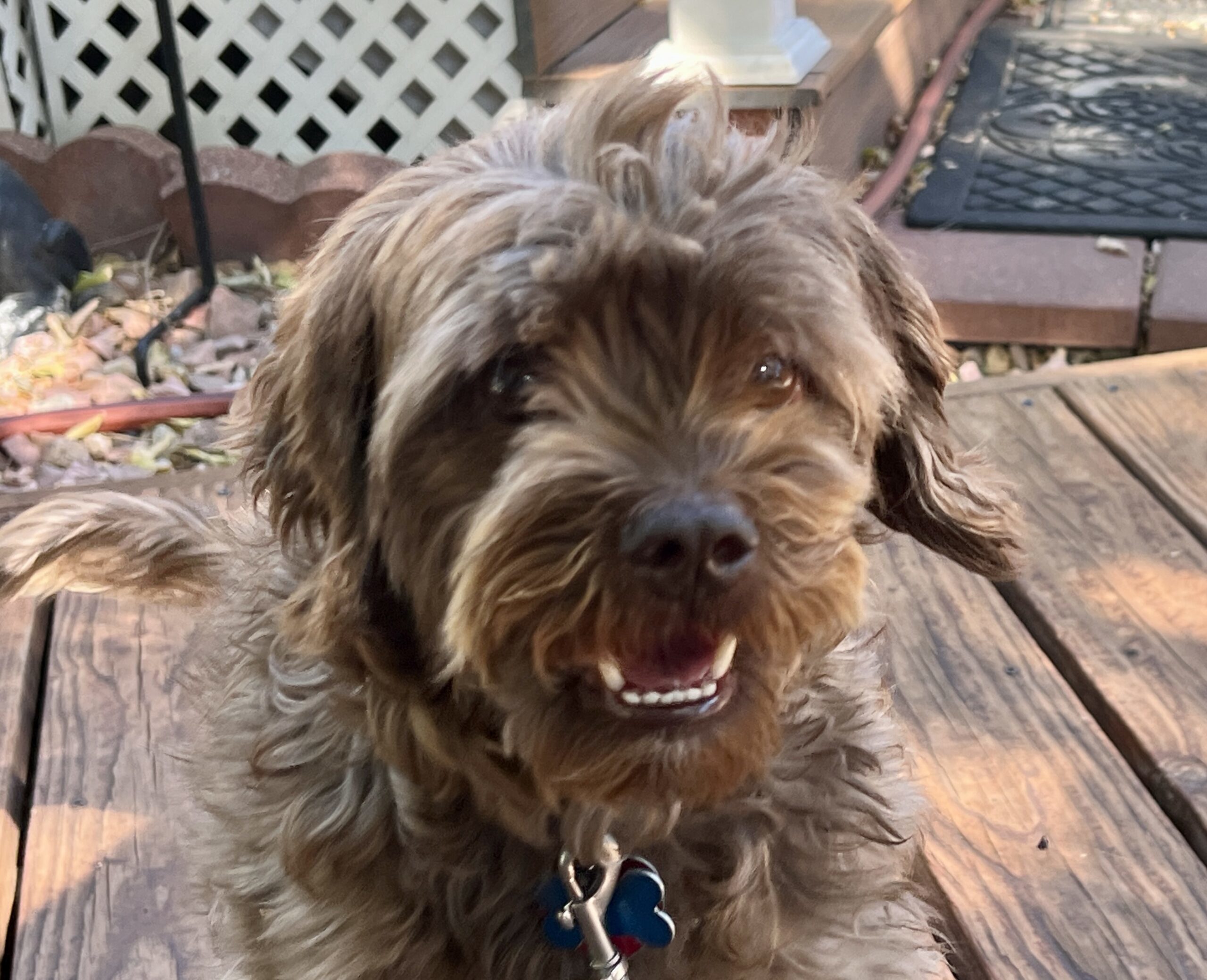 Bosco K 24044, an adoptable Cockapoo in Parker, CO, 80134 | Photo Image 1