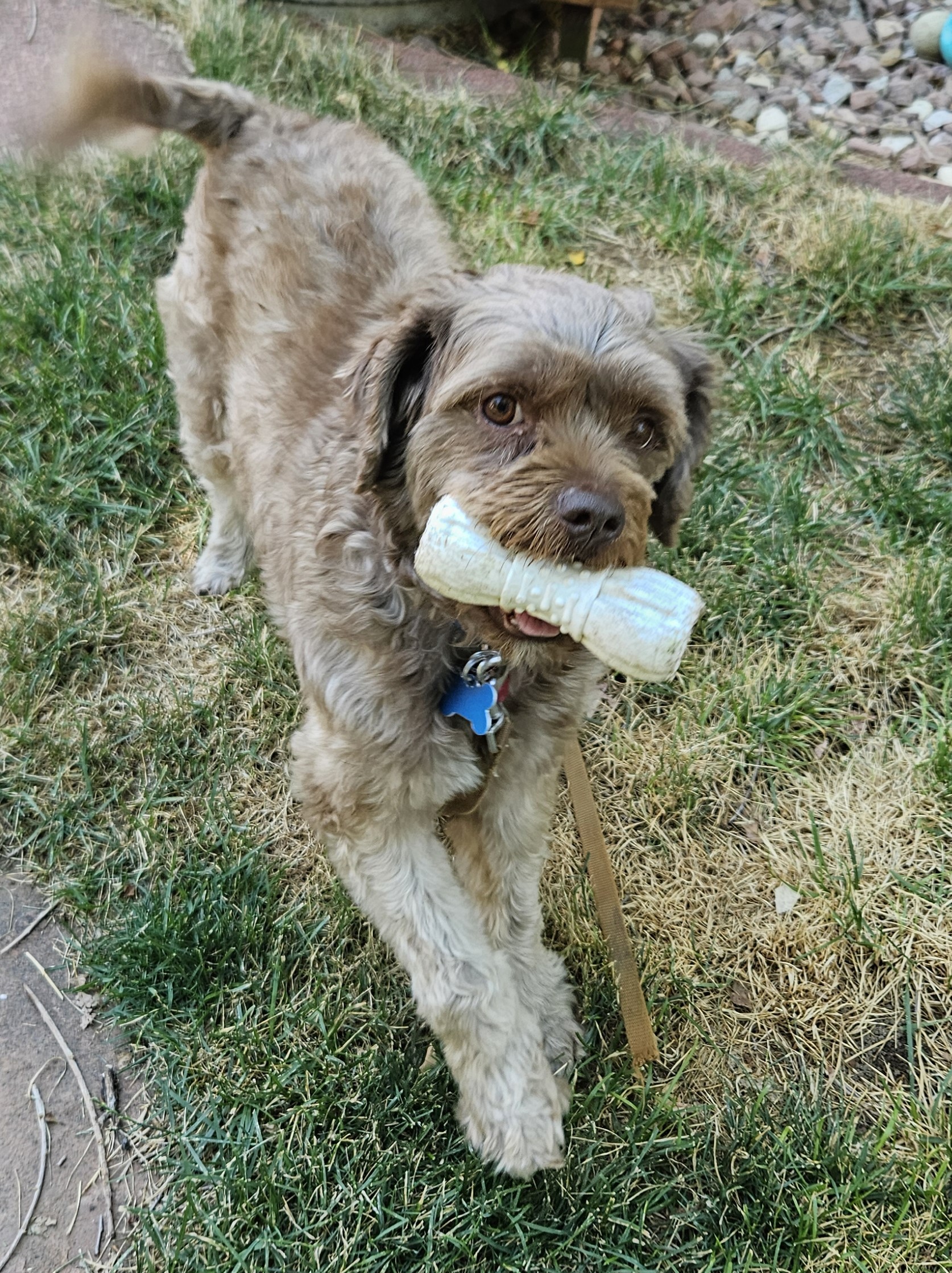 Bosco K 24044, an adoptable Cockapoo in Parker, CO, 80134 | Photo Image 1