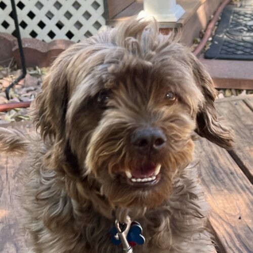 Bosco K 24044, an adoptable Cockapoo in Parker, CO, 80134 | Photo Image 2