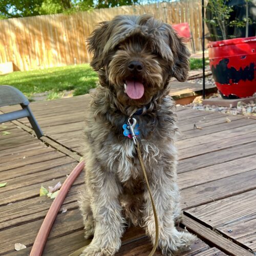 Bosco K 24044, an adoptable Cockapoo in Parker, CO, 80134 | Photo Image 3