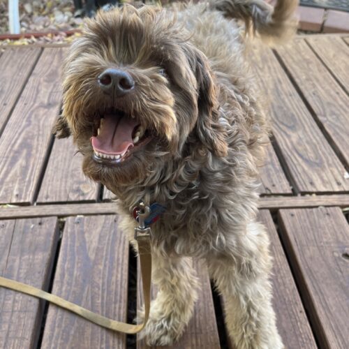 Bosco K 24044, an adoptable Cockapoo in Parker, CO, 80134 | Photo Image 5