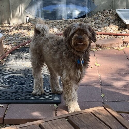 Bosco K 24044, an adoptable Cockapoo in Parker, CO, 80134 | Photo Image 6