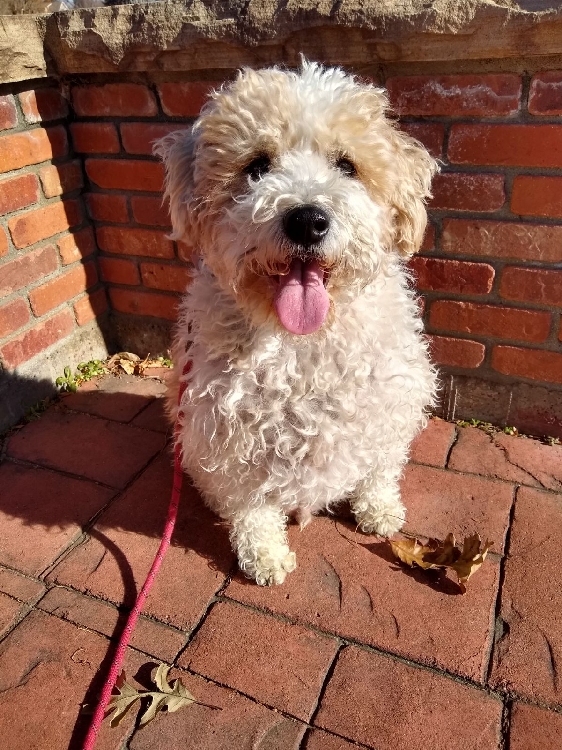 Rico N 24050, an adoptable Cockapoo in Parker, CO, 80134 | Photo Image 1