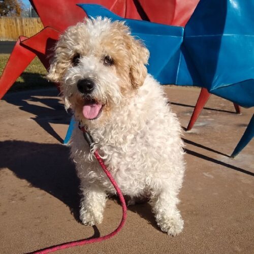 Rico N 24050, an adoptable Cockapoo in Parker, CO, 80134 | Photo Image 2