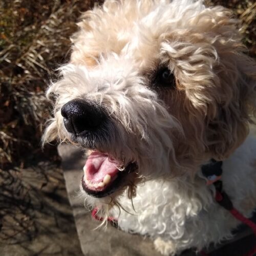 Rico N 24050, an adoptable Cockapoo in Parker, CO, 80134 | Photo Image 4