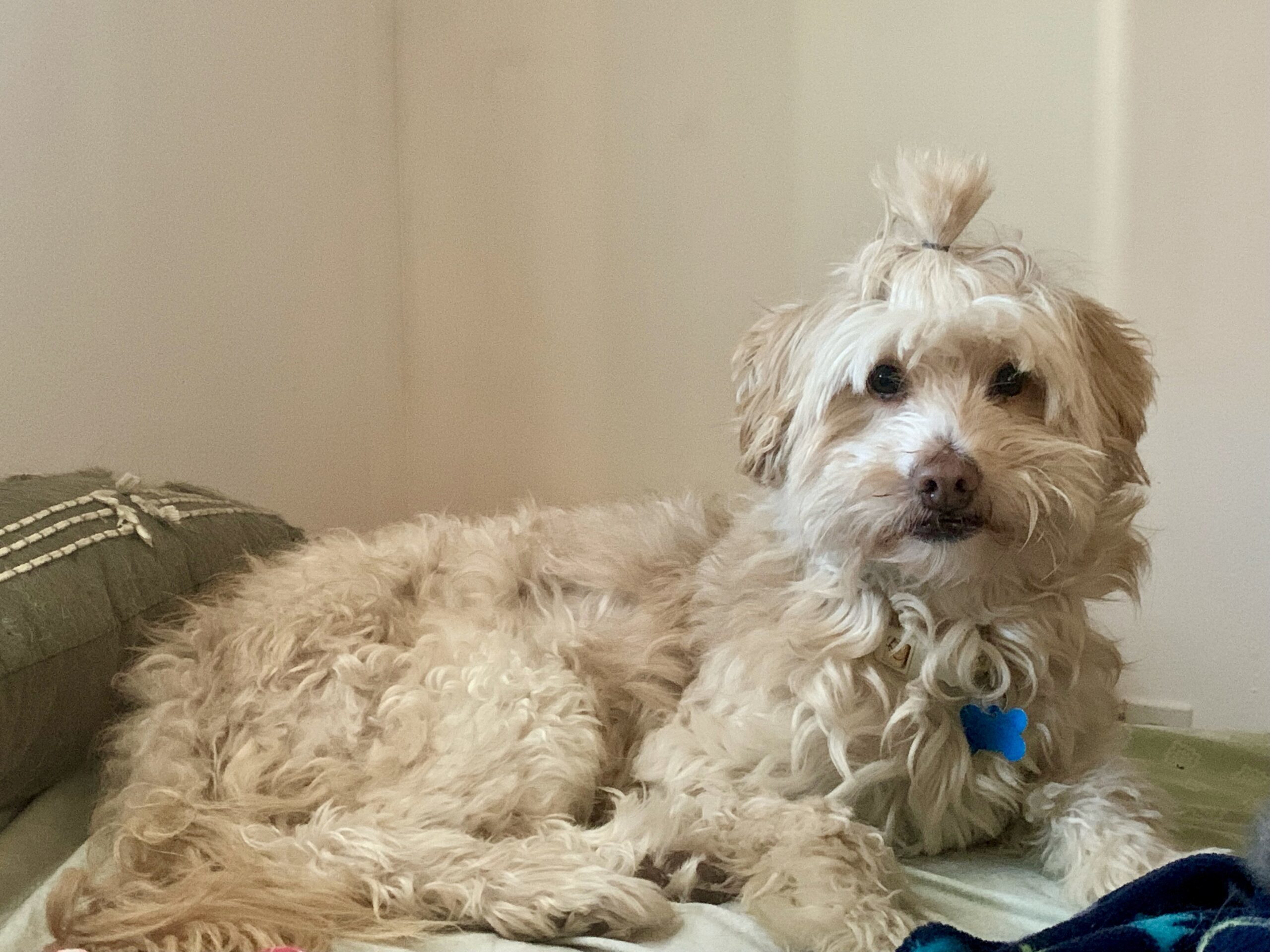 Leo H 24078, an adoptable Maltipoo in Parker, CO, 80134 | Photo Image 1