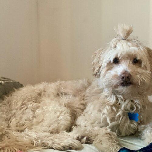 Leo H 24078, an adoptable Maltipoo in Parker, CO, 80134 | Photo Image 2