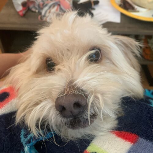 Leo H 24078, an adoptable Maltipoo in Parker, CO, 80134 | Photo Image 3