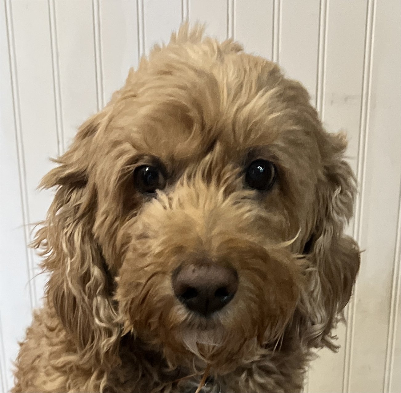 Frankie S 23-22078-2, an adoptable Cockapoo in Parker, CO, 80134 | Photo Image 1