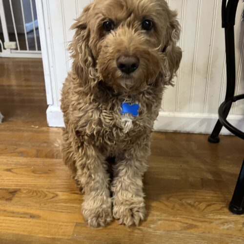 Frankie S 23-22078-2, an adoptable Cockapoo in Parker, CO, 80134 | Photo Image 2
