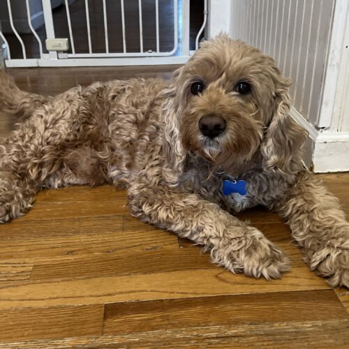 Frankie S 23-22078-2, an adoptable Cockapoo in Parker, CO, 80134 | Photo Image 3