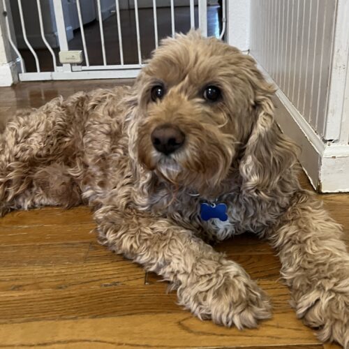 Frankie S 23-22078-2, an adoptable Cockapoo in Parker, CO, 80134 | Photo Image 4