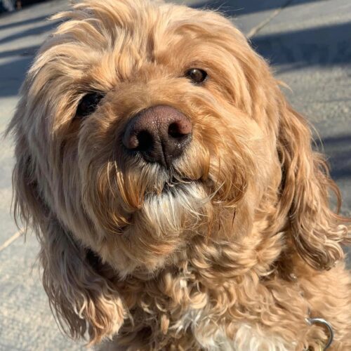 Frankie S 23-22078-2, an adoptable Cockapoo in Parker, CO, 80134 | Photo Image 5