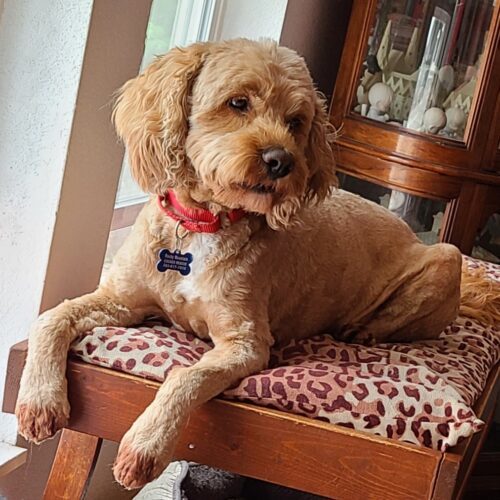 Frankie S 23-22078-2, an adoptable Cockapoo in Parker, CO, 80134 | Photo Image 6