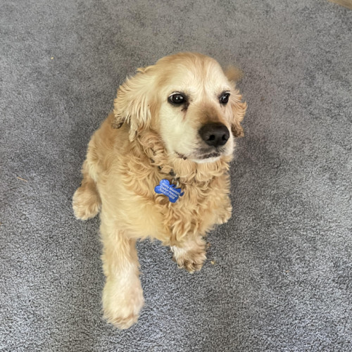Milo N 24060, an adoptable Cocker Spaniel in Parker, CO, 80134 | Photo Image 2