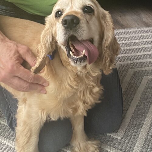 Milo N 24060, an adoptable Cocker Spaniel in Parker, CO, 80134 | Photo Image 3