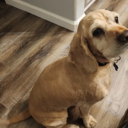 Milo N 24060, an adoptable Cocker Spaniel in Parker, CO, 80134 | Photo Image 4