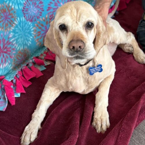 Milo N 24060, an adoptable Cocker Spaniel in Parker, CO, 80134 | Photo Image 5