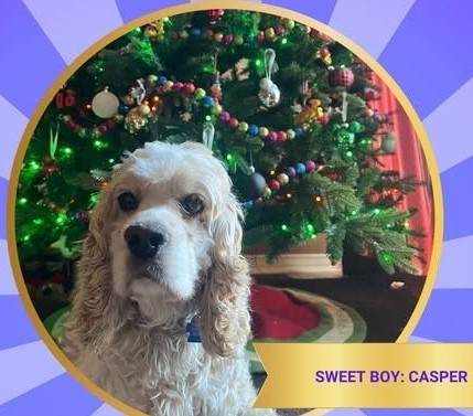 Casper N 23155, an adoptable Cocker Spaniel in Parker, CO, 80134 | Photo Image 1