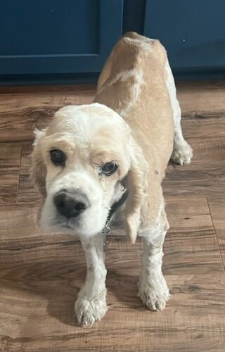 Casper N 23155, an adoptable Cocker Spaniel in Parker, CO, 80134 | Photo Image 2